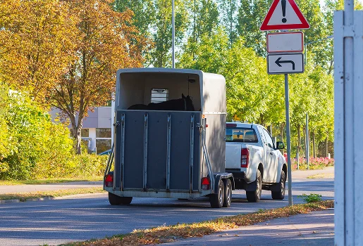 Pick-up blanc tirant une remorque avec un cheval, sur une route bordée d'arbres à Vineuil près de Blois dans le Loir-et-Cher 41